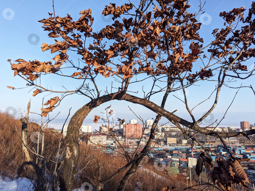 Скачать Дуб с прошлогодгими листьями на фоне зданий зимнего Владивостока, 1 февраля 2026 года фотосток Ozero