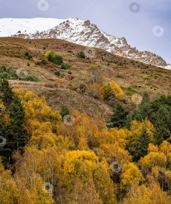 Скачать Предгорье Архыза в октябре с осенними пейзажами фотосток Ozero