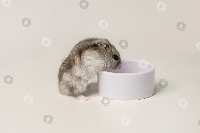 Скачать хомячок ест из белой миски фотосток Ozero