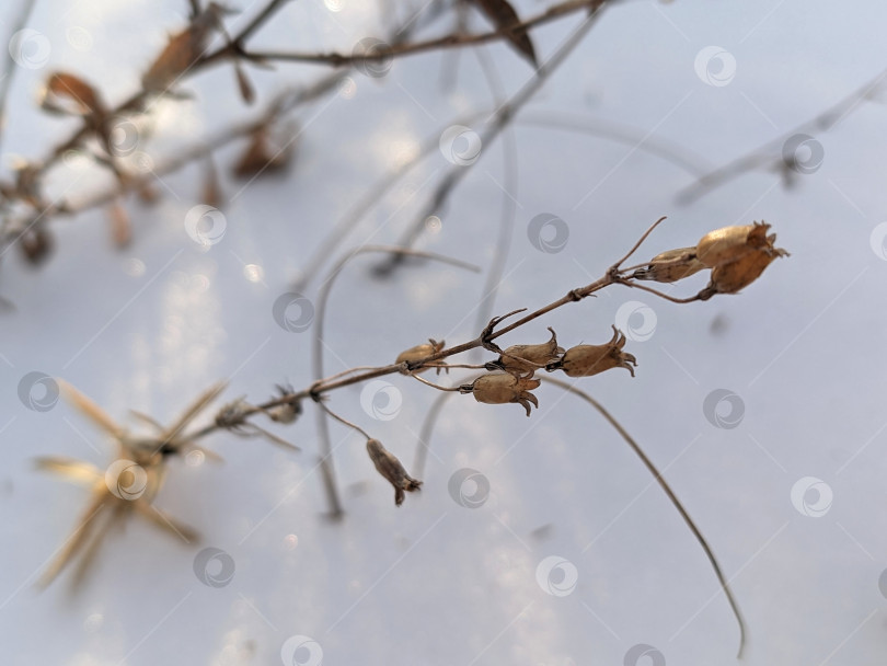 Скачать Красивое сухое растение в снегу фотосток Ozero