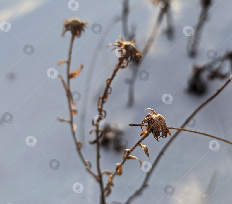 Скачать Красивые сухоцветы на фоне снега фотосток Ozero