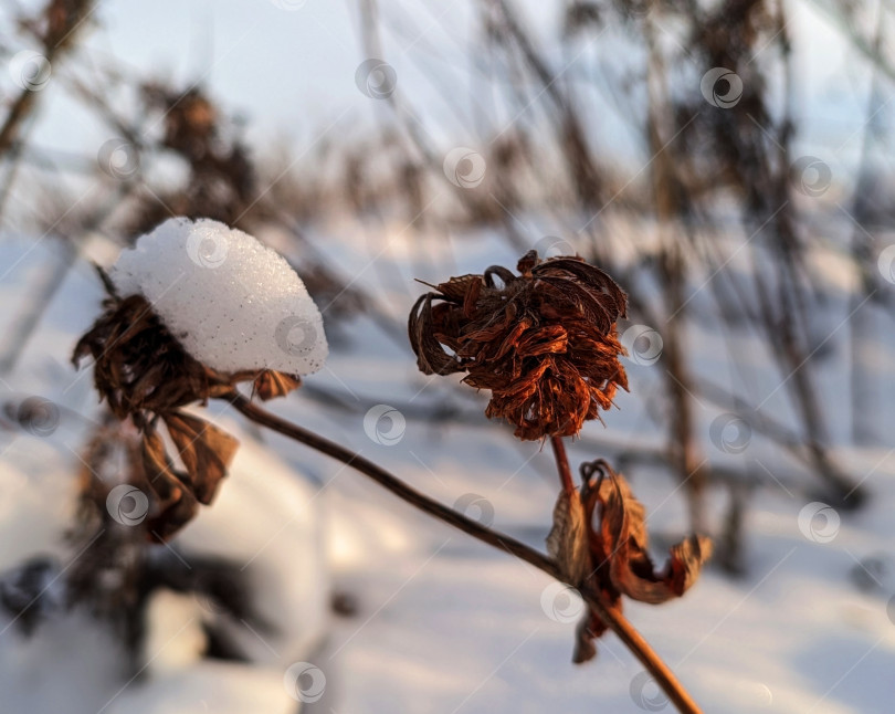 Скачать Сухоцветы в снегу фотосток Ozero