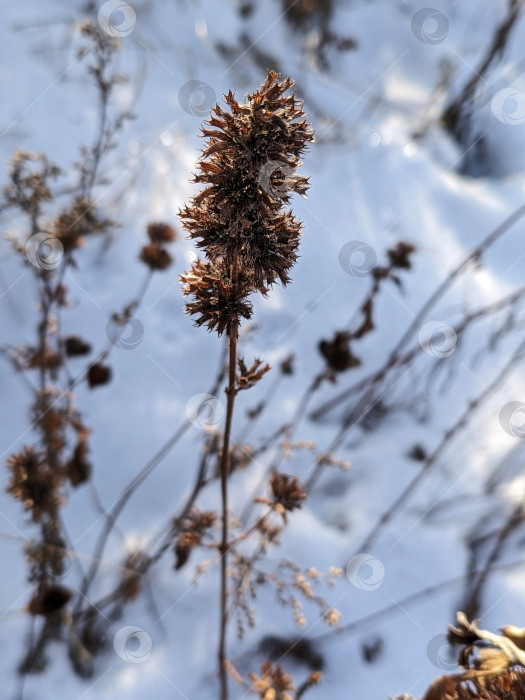 Скачать Сухие растения в снегу фотосток Ozero