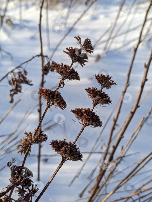 Скачать Красивые сухоцветы на размытом фоне снега фотосток Ozero