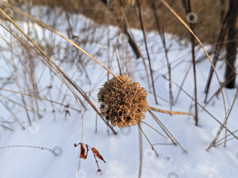 Скачать Сухой цветок на снежном фоне фотосток Ozero