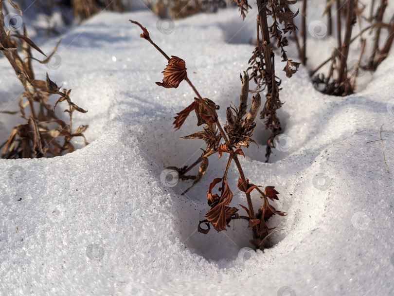 Скачать Сухие растения в снегу фотосток Ozero