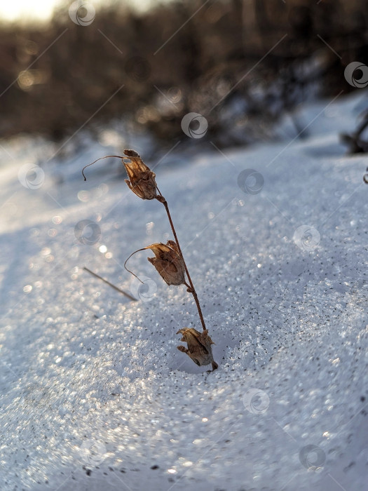 Скачать Сухое растение в снегу фотосток Ozero