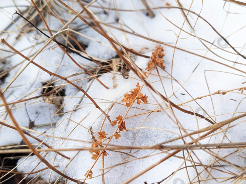 Скачать Сухие растения на снегу фотосток Ozero