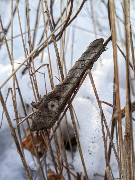 Скачать Сухие растения на снегу фотосток Ozero