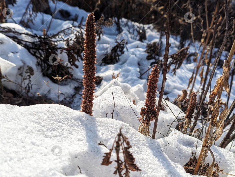 Скачать Красивые сухоцветы в снегу фотосток Ozero