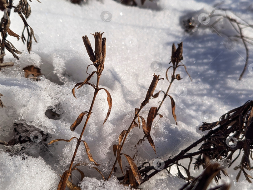 Скачать Сухоцветы в снегу фотосток Ozero