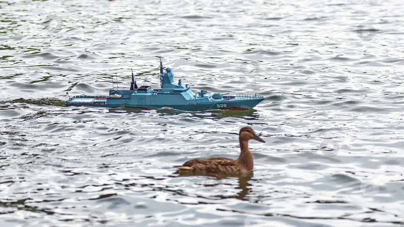 Скачать Россия,город Железногорск Красноярский Край, 26 августа 2023 год. Радиоуправляемая масштабная модель   военного корабля на соревнованиях на воде.  Рядом плавает утка. фотосток Ozero