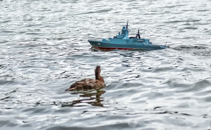 Скачать Россия,город Железногорск Красноярский Край, 26 августа 2023 год. Радиоуправляемая масштабная модель   военного корабля на соревнованиях на воде.  Рядом плавает утка. фотосток Ozero