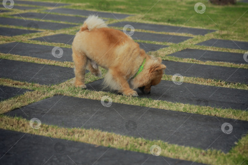 Скачать Собачка фотосток Ozero