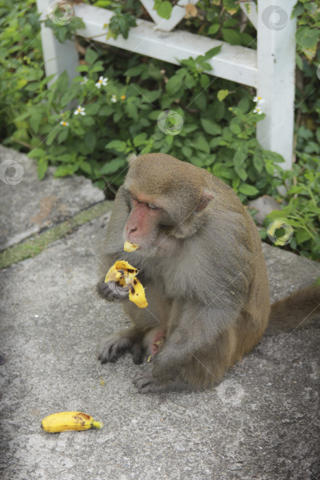 Скачать Обезьяна фотосток Ozero