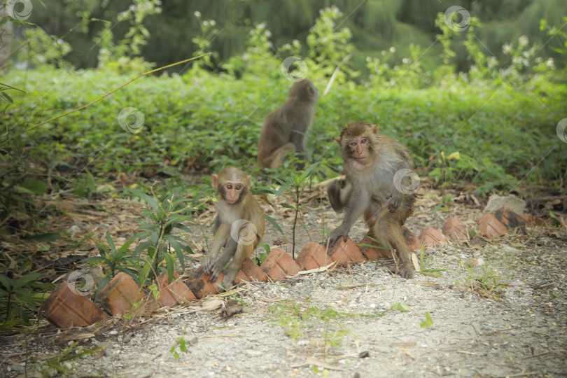 Скачать Обезьянки фотосток Ozero