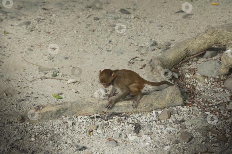 Скачать Обезьяна фотосток Ozero