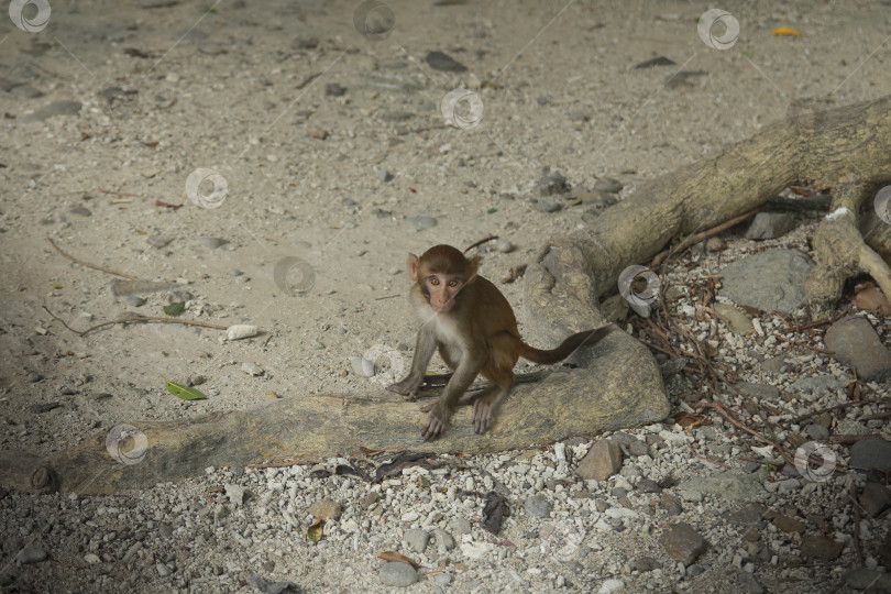 Скачать Обезьяна фотосток Ozero