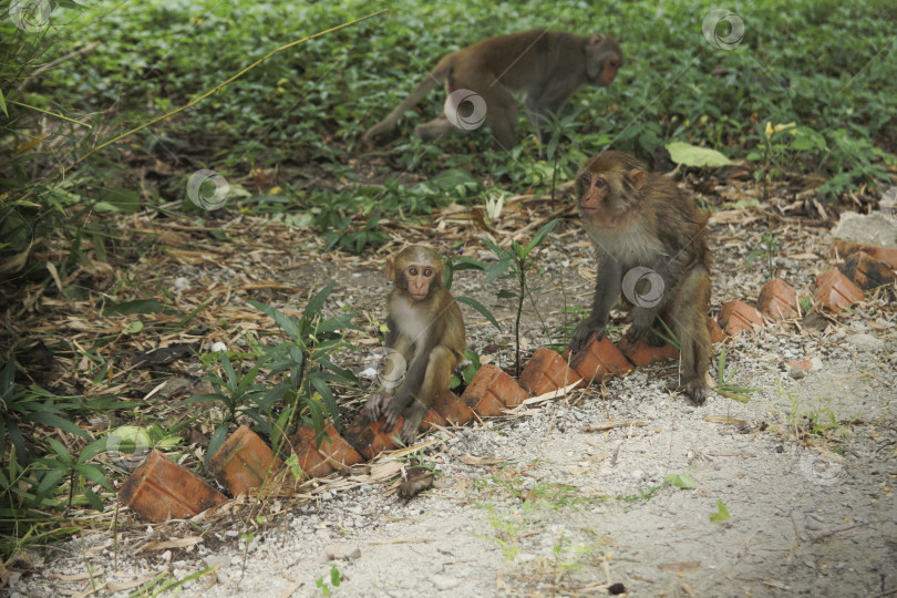 Скачать Обезьянки фотосток Ozero