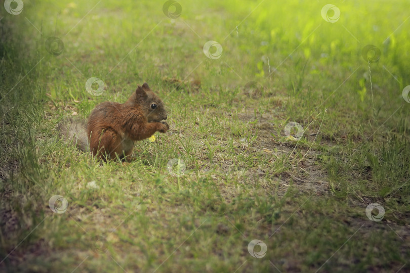Скачать Белка фотосток Ozero