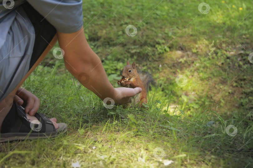 Скачать Белка фотосток Ozero