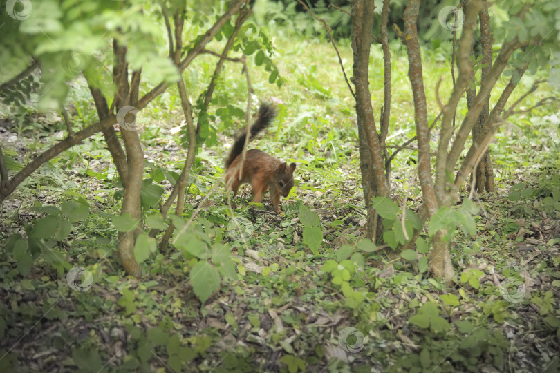 Скачать Белка фотосток Ozero