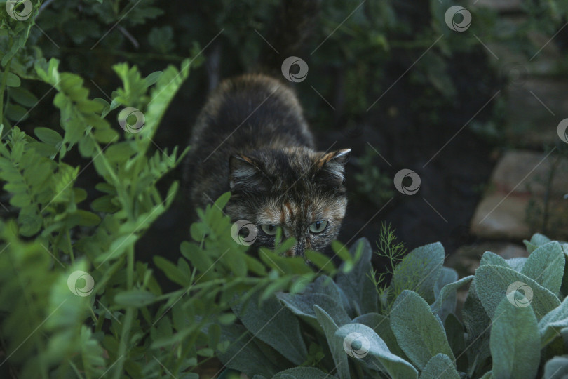 Скачать Кошка фотосток Ozero