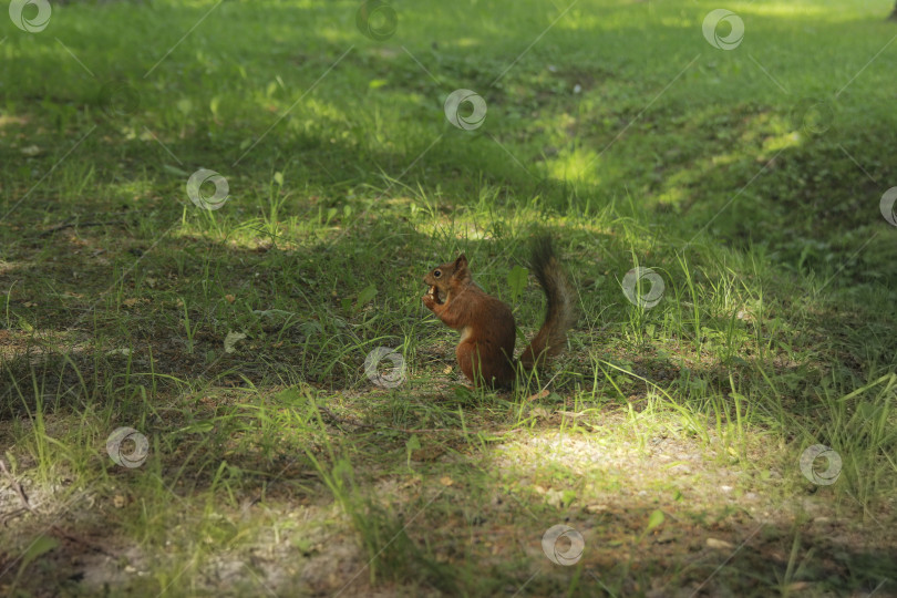 Скачать Белка фотосток Ozero