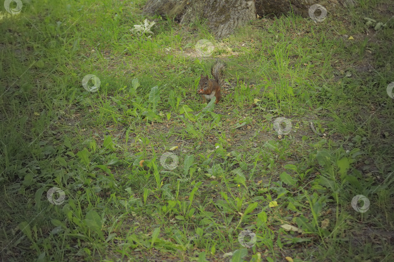 Скачать Белка фотосток Ozero