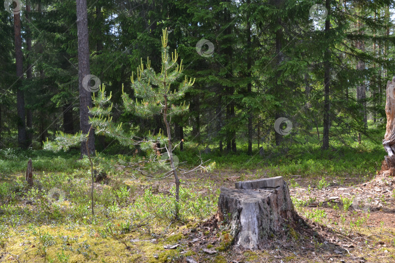 Скачать Лесная поляна фотосток Ozero