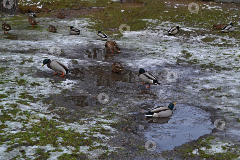 Скачать Утки зимой фотосток Ozero