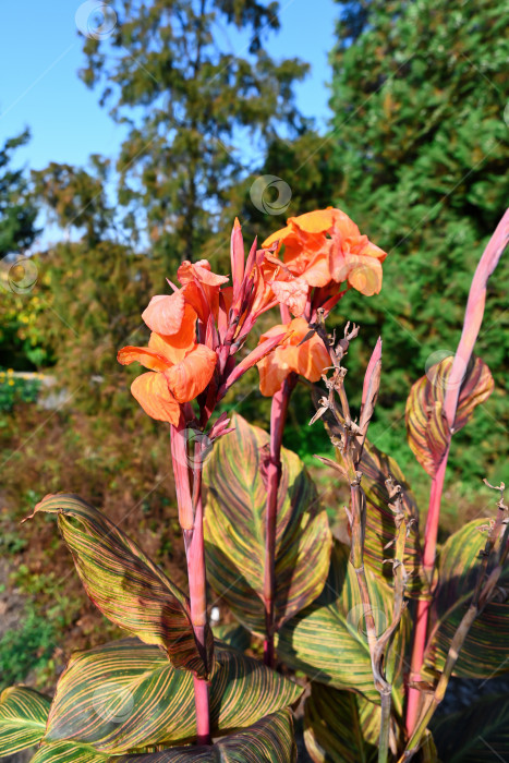 Скачать Ярко-оранжевые цветы канны Вайомингской на одном стебле на фоне голубого неба, пышной тропической листвы и солнечного света, подчеркивающего экзотическое садовое растение фотосток Ozero