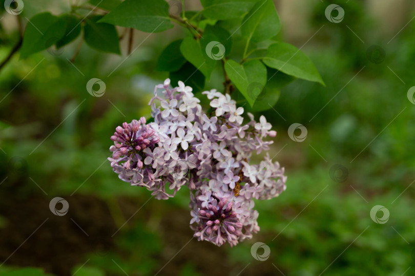 Скачать сирень фотосток Ozero