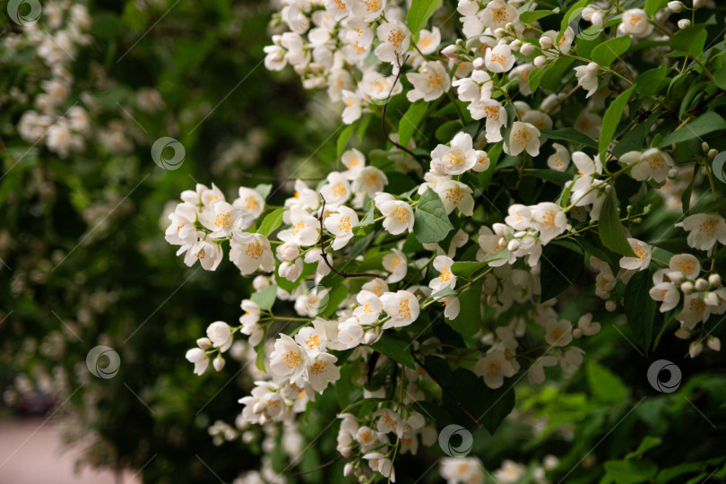 Скачать жасмин фотосток Ozero