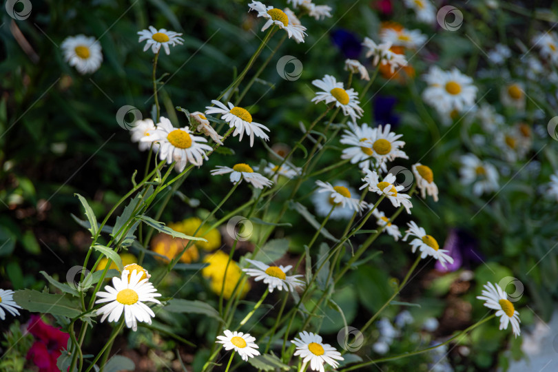 Скачать ромашки в парке фотосток Ozero
