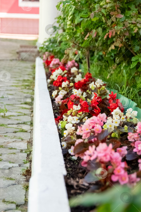 Скачать цветы фотосток Ozero