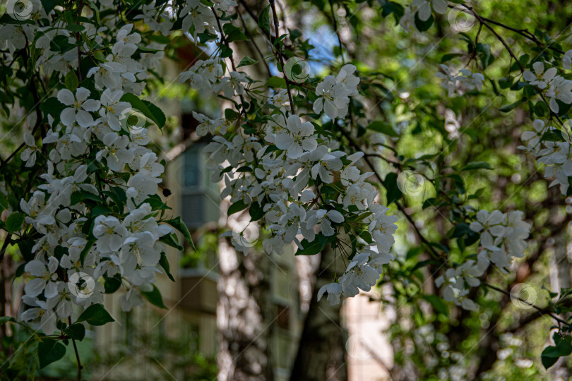 Скачать женьшень фотосток Ozero