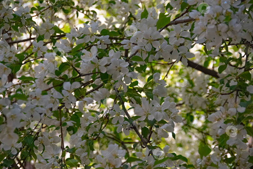 Скачать женьшень фотосток Ozero