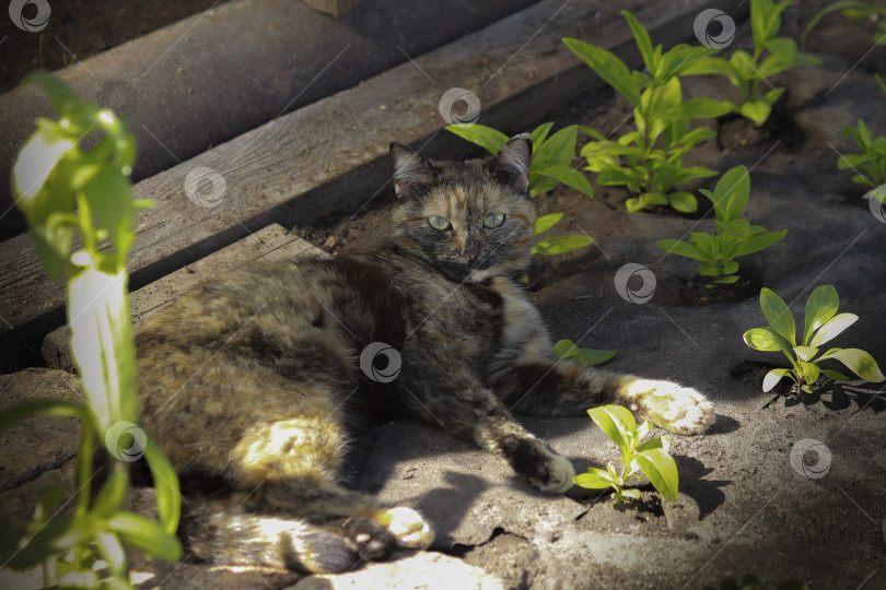 Скачать Кошка фотосток Ozero