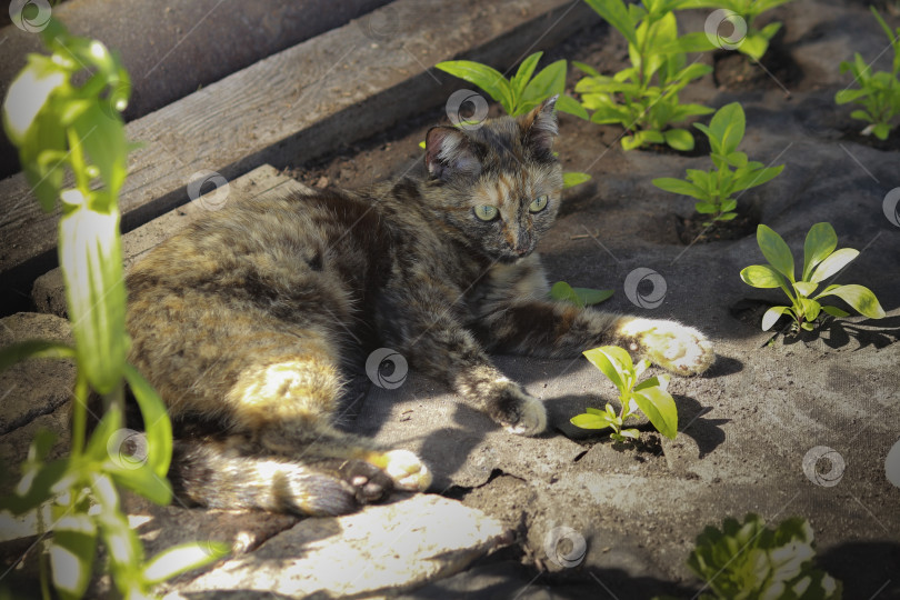 Скачать Кошка фотосток Ozero