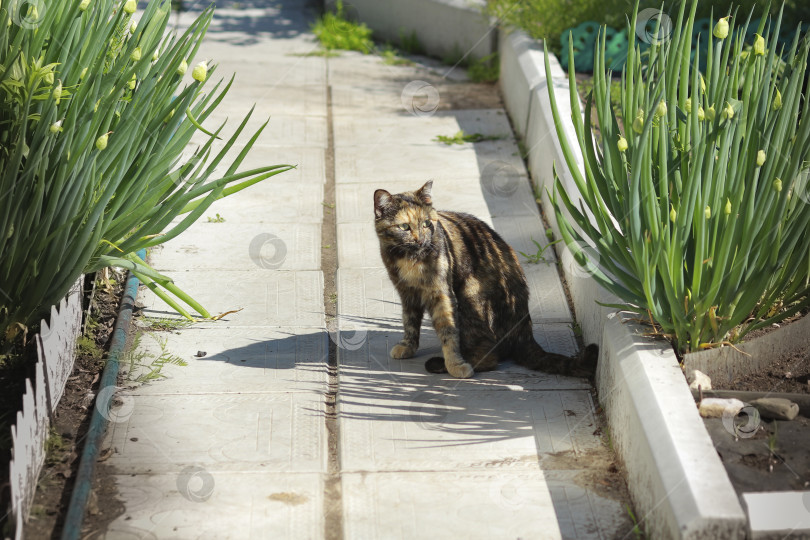 Скачать Кошка фотосток Ozero