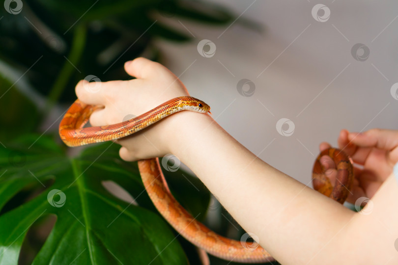Скачать Экзотическая домашняя кукурузная змея фотосток Ozero