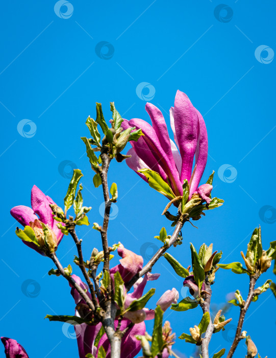 Скачать Большие красивые розовые цветы магнолии Сьюзен на размытом фоне голубого неба. Выборочный фокус. Магнолия Сьюзен (Magnolia liliiflora x Magnolia stellata) в ландшафтном саду. Крупный план. фотосток Ozero