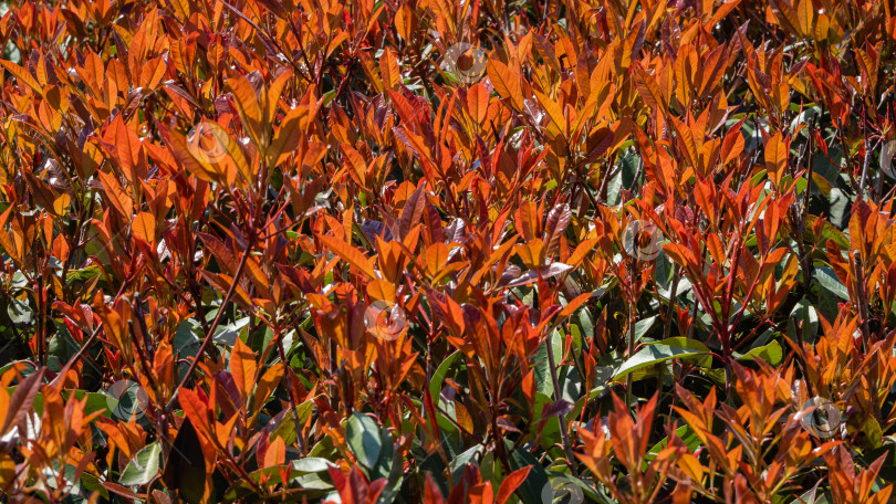 Скачать Красивые красные и зеленые листья кустарника Photinia fraseri 'Красная малиновка'. Размытый фон. Выборочный фокус. Общественный парк города Галицкого. Солнечный весенний день 2021 года. Фон с концепцией природы фотосток Ozero