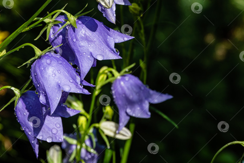 Скачать Фиолетово-синие цветы колокольчика персиколистного (Campanula persicifolia) на размытом фоне. Выборочный фокус. Лепестки с каплями дождя крупным планом. Концепция дизайна, основанная на природе фотосток Ozero