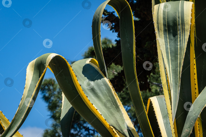 Скачать Агава мексиканская (Agave americana) в полоску на фоне голубого весеннего неба. Крупный план. Род агав, подсемейство агавовых, семейство спаржевых в ландшафтном городском парке города-курорта Адлер. Сочи. фотосток Ozero