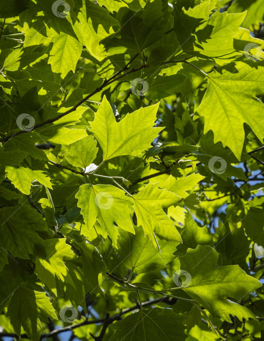 Скачать Молодые пушистые зеленые листья американского платана (Platanus occidentalis) на размытом фоне зеленых листьев в парке Адлера. Выборочный фокус. Крупный план. Концепция дизайна - природа. Весна 2021. фотосток Ozero