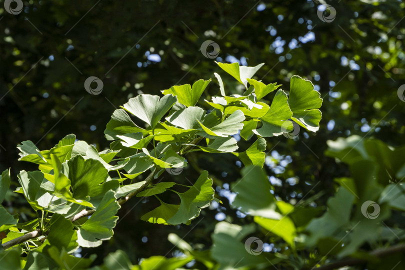 Скачать Ярко-зеленые молодые листья на ветке дерева гинкго (Ginkgo biloba) или гинкговое дерево на размытом фоне зелени сада. Выборочный фокус. Крупный план. Концепция природы. Место для вашего текста фотосток Ozero