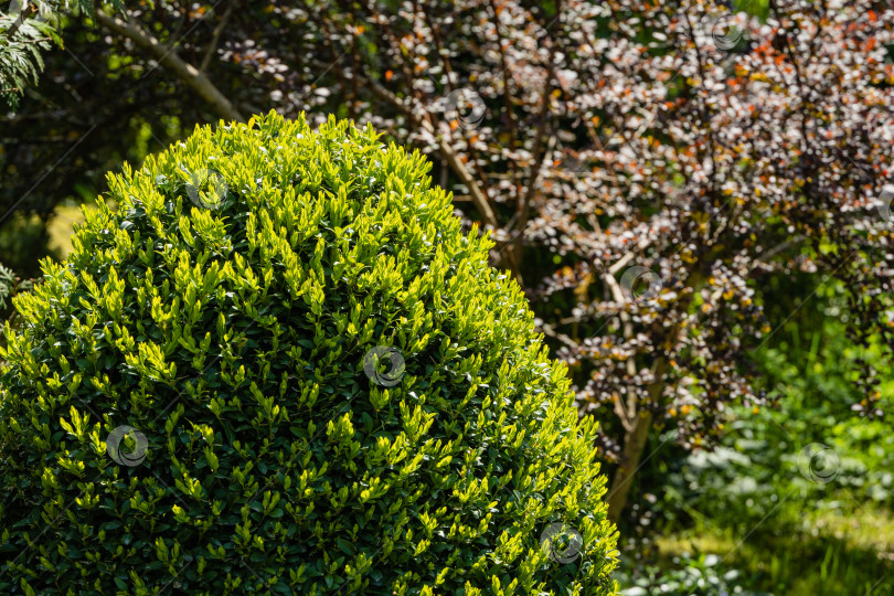 Скачать Куст самшита Buxus sempervirens или самшит европейский с блестящей молодой зеленой листвой на размытом фиолетовом фоне листьев барбариса Тунберга. Выборочный фокус. Идеальный фон для любой природной тематики. фотосток Ozero