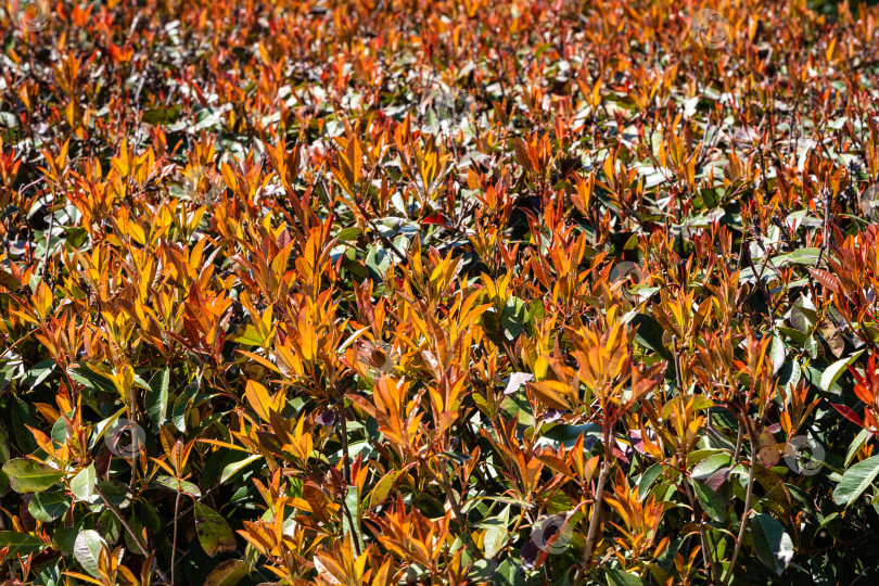 Скачать Красивые красные и зеленые листья кустарника Photinia fraseri 'Red Robin' в качестве живой изгороди во французском саду. Городской ландшафтный парк "Краснодар" или парк Галицкого. Место для прогулок и семей с детьми. фотосток Ozero